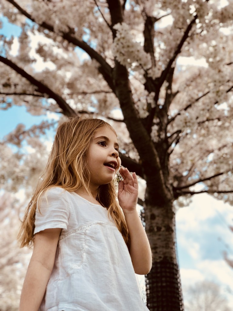 Cherry blossom tree 🌸  by mdoelger