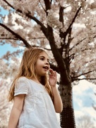29th Apr 2018 - Cherry blossom tree 🌸 