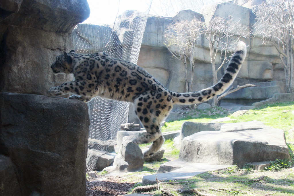  Snow Leopard Jumping Or Walking Up Stones? by randy23