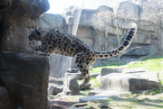 30th Apr 2018 -  Snow Leopard Jumping Or Walking Up Stones?