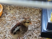 27th Apr 2018 - Today's chick pic