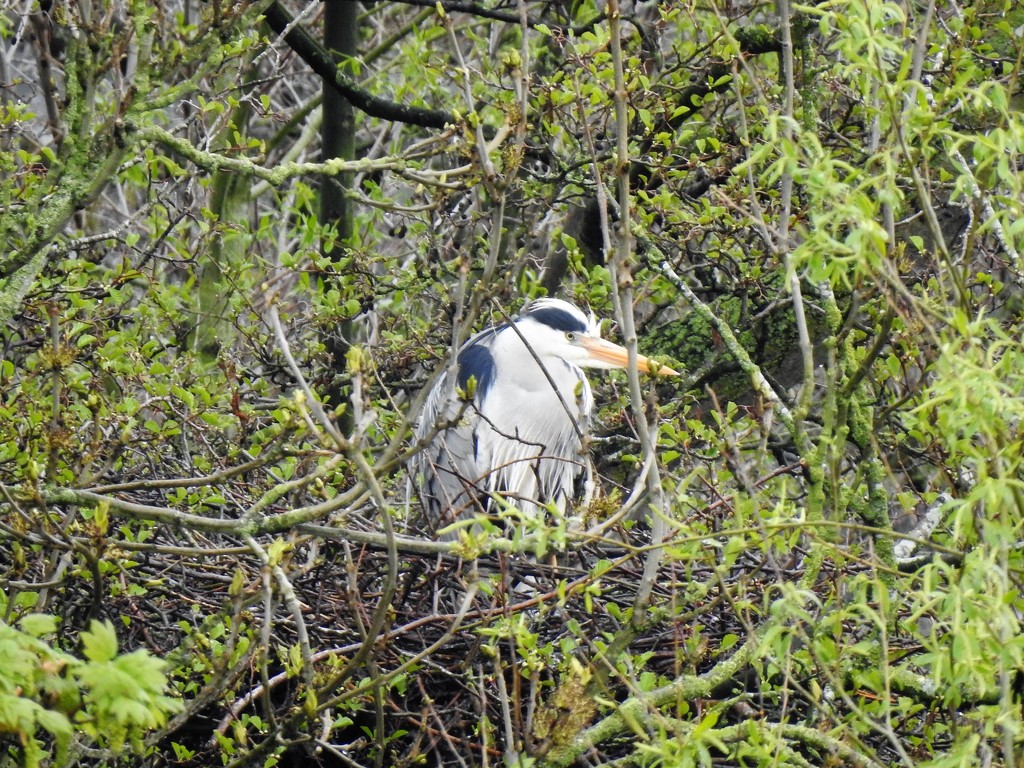  Heron on a Nest  by susiemc