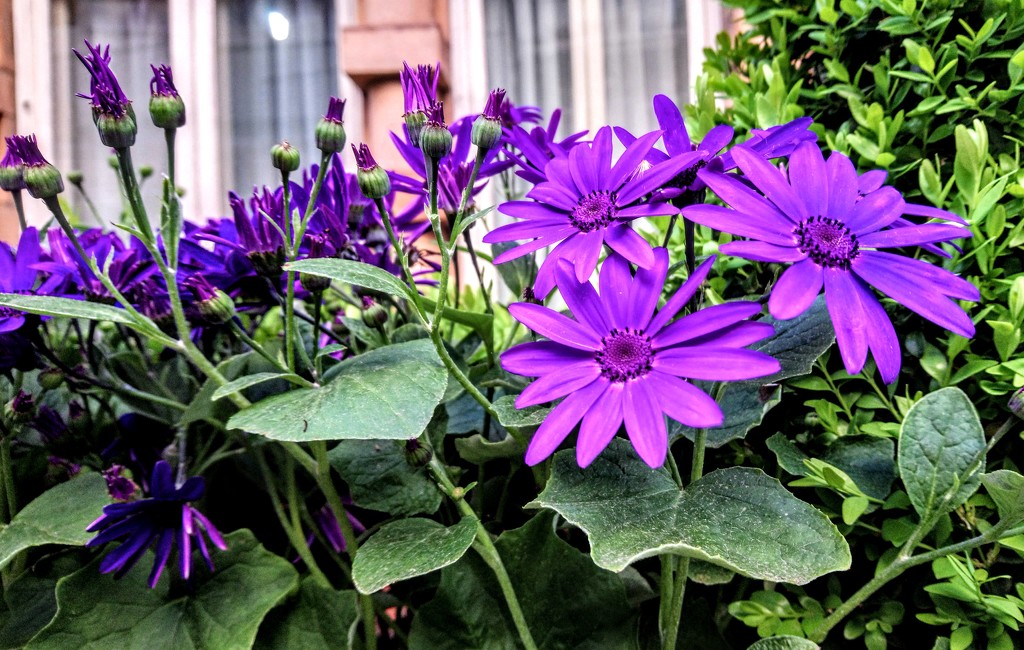 Purple flowers by boxplayer