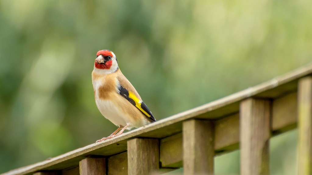 Goldfinch by rjb71