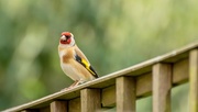 29th Apr 2018 - Goldfinch
