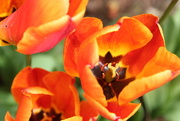 29th Apr 2018 - Orange Tulips