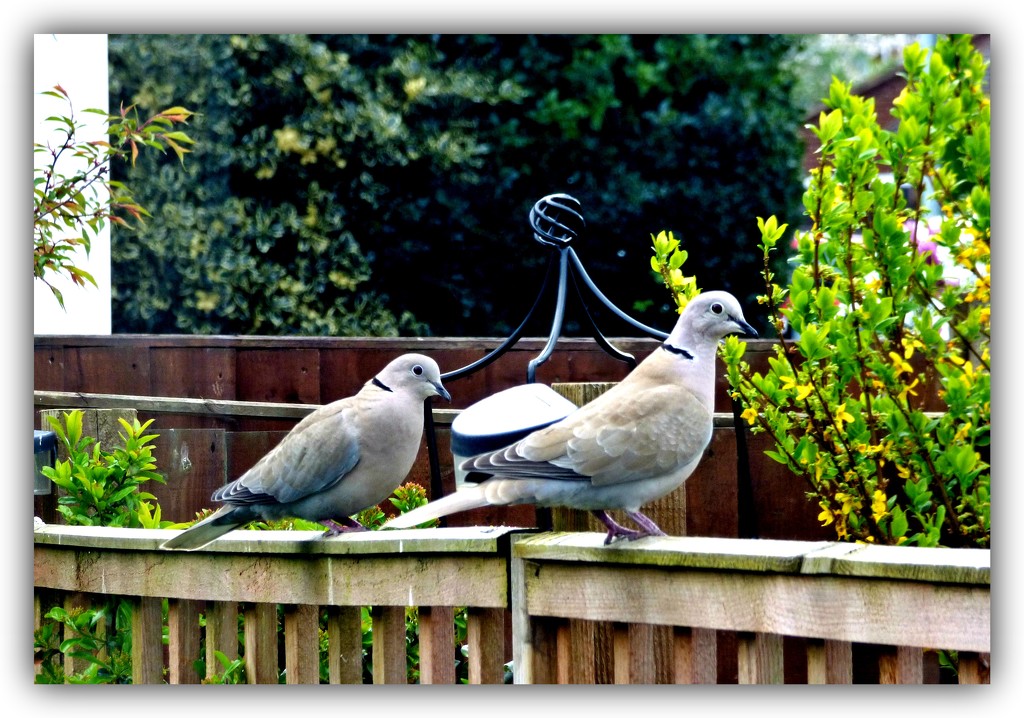 A pair of collared doves  by beryl