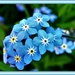 Forget-me-not .  by beryl
