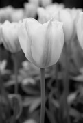 28th Apr 2018 - Tulips