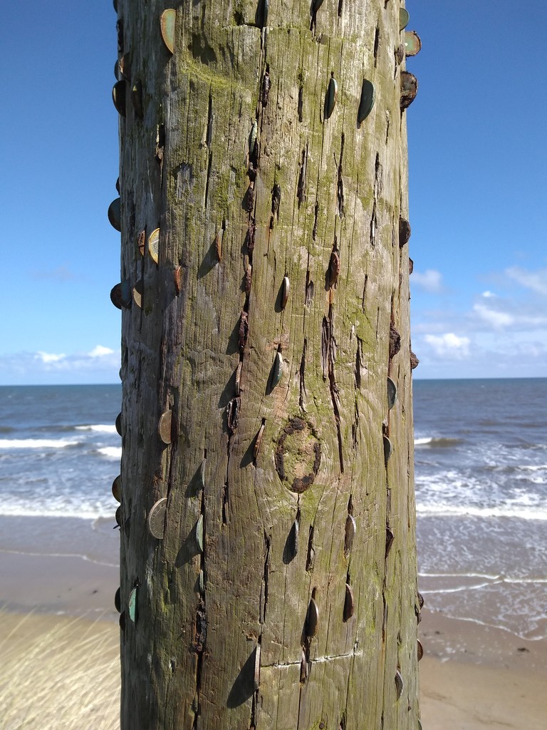 Penny tree by clairemharvey