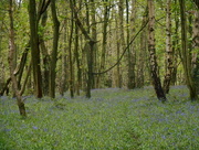 27th Apr 2018 - Bluebell woods...  