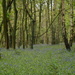 Bluebell woods...   by snowy