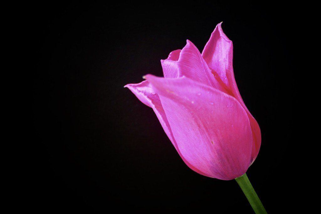 Pink Tulip by carole_sandford