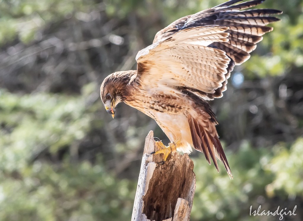 Red Tailed Hawk by radiogirl