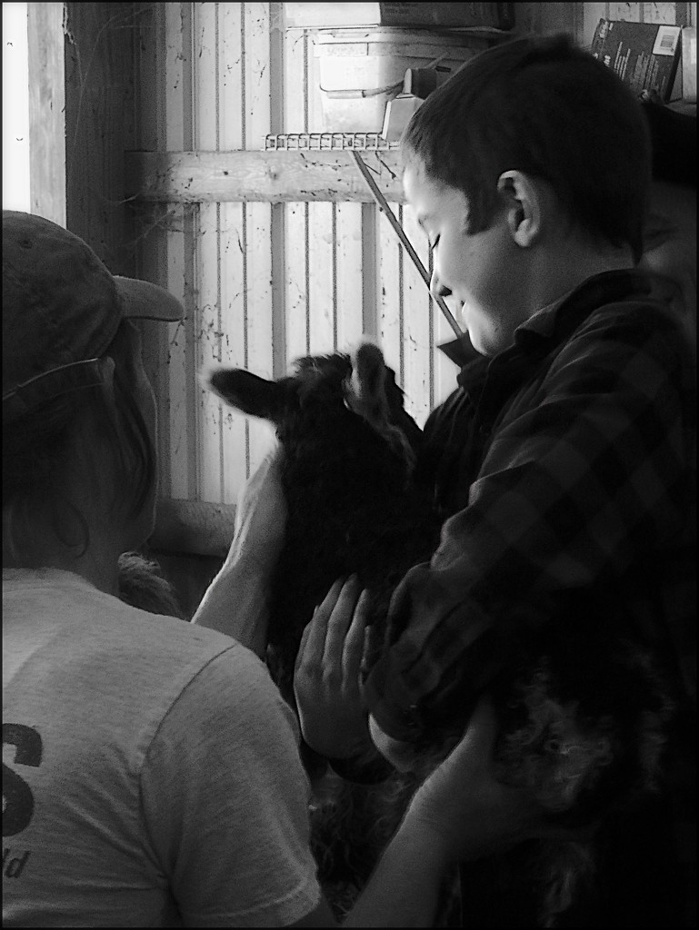 Sam and the Little Lamb by olivetreeann
