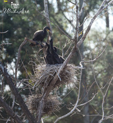 30th Apr 2018 - Black-faced Cormorant feeding it's young