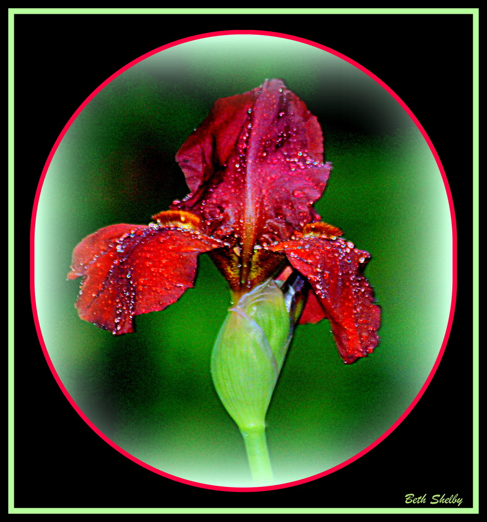 Rain Drop on Red Iris by vernabeth
