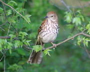 29th Apr 2018 - Young Brown Thrasher