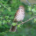 Young Brown Thrasher by cjwhite