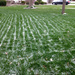 Snow on a freshly-mowed lawn… by rhoing