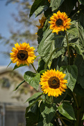 27th Apr 2018 - Sunflowers