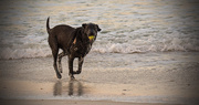 29th Apr 2018 - Dog on the Beach!