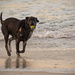 Dog on the Beach! by rickster549