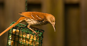 29th Apr 2018 - Brown Thrasher Attacking the Suet!