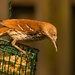 Brown Thrasher Attacking the Suet! by rickster549