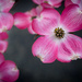 Dogwood is Blooming by tina_mac