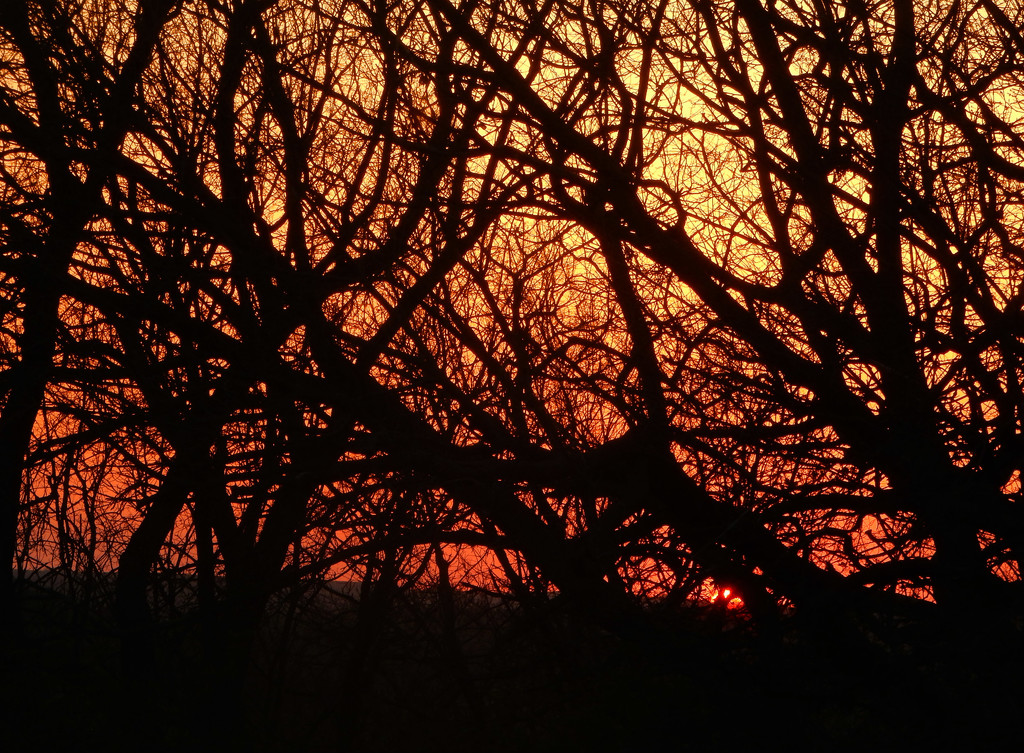 Sunset sky through tree branches by mcsiegle