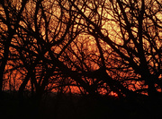 29th Apr 2018 - Sunset sky through tree branches