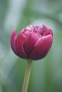 29th Apr 2018 - Red tulip