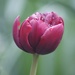 Red tulip by 365projectmaxine