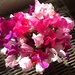 A friend brought me some sweet peas from her garden. We don't see them in Spain so I am so pleased!  by chimfa