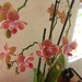 One of my orchids has decided to flower again.  by chimfa