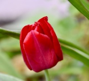 30th Apr 2018 - Red Tulip