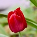 Red Tulip by gillian1912
