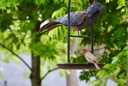 30th Apr 2018 - The house finch’s favorite place