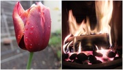 30th Apr 2018 - Last day of April, there is a fire inside and tulips outside!