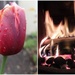 Last day of April, there is a fire inside and tulips outside! by mattjcuk