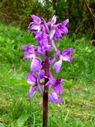 29th Apr 2018 - Early Purple Orchid