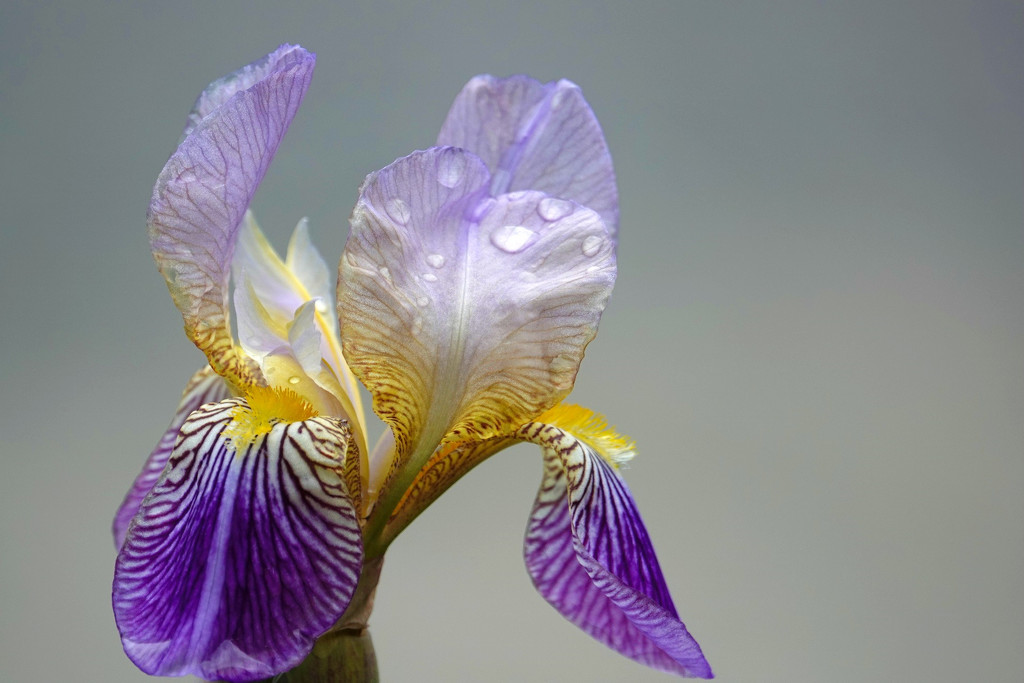 Iris by seattlite