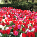 Red & White Tulips by yogiw