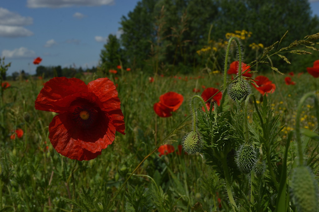 Poppies by caterina