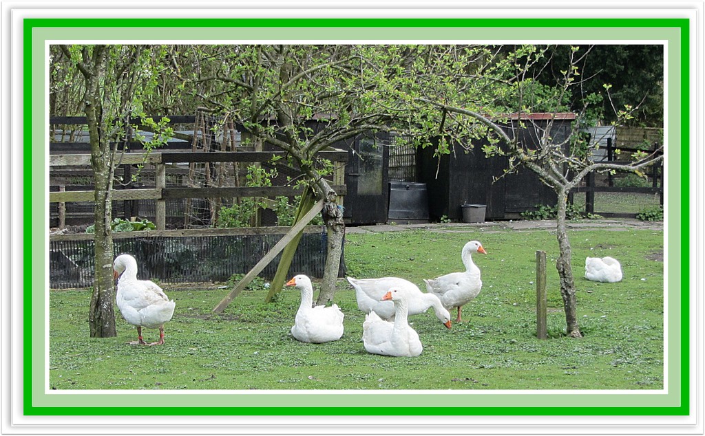 Six white Geese. by grace55