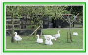 25th Apr 2018 - Six white Geese.
