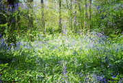 30th Apr 2018 - Double Exposure bluebells