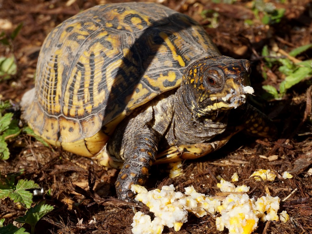 Feeding Turtle suet by tunia