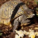 Feeding Turtle suet by tunia